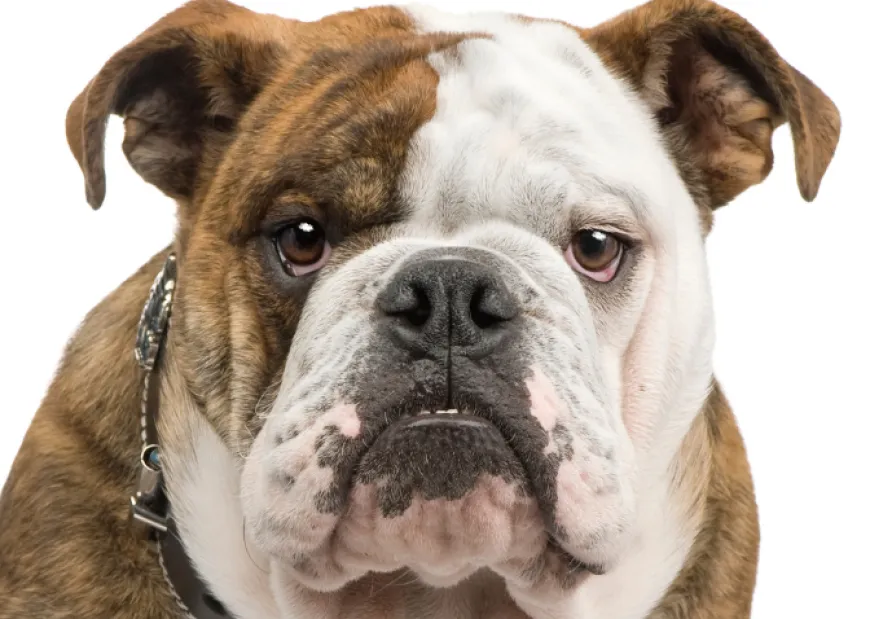 Türkiye’den İngiltere’ye Dil Okulu İçin Gelmek: Kapsamlı Rehber (2025)