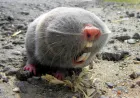 Anatolia’s Hidden Evolutionary Laboratory: Are Blind Mole Rats Actually Multiple Species?